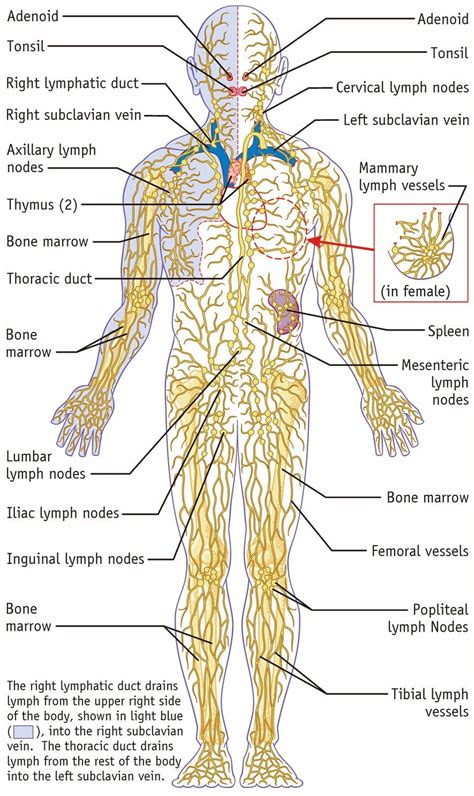 All Lymph Nodes In Body