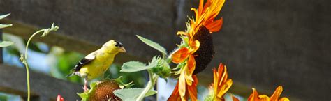 Maybe you would like to learn more about one of these? Attract Nature's Vegetarians - Goldfinches to the Garden ...