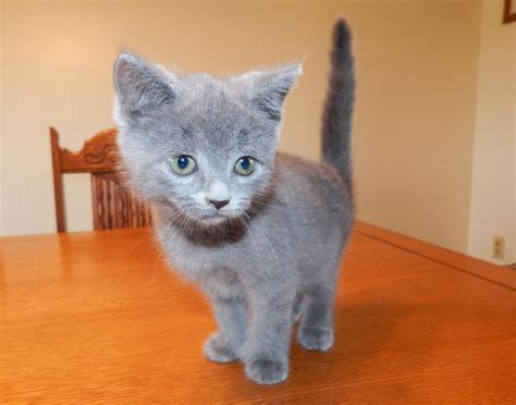 They have been wormed and given. Russian Blue Cats For Sale | New York, NY #267160