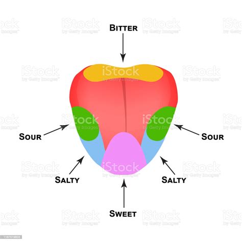 It must be pinkish without spots that cause you pain. Anatomical Structure Of The Tongue Taste Buds On The ...