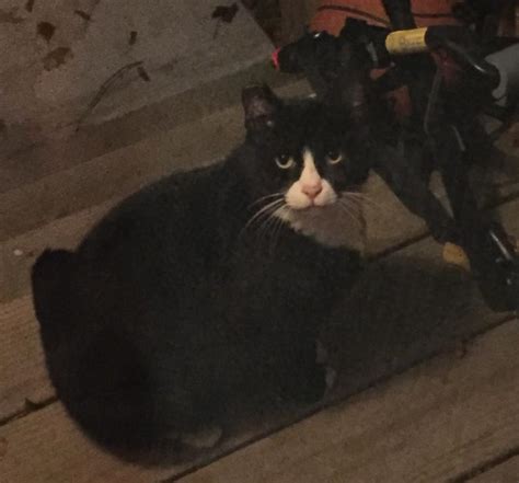 Black And Whit Cat Found On Crescent Street Waltham The Cat Connection