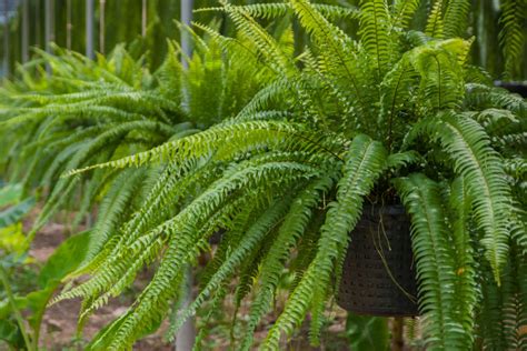 How To Save Ferns Keeping Ferns Over The Winter Indoors