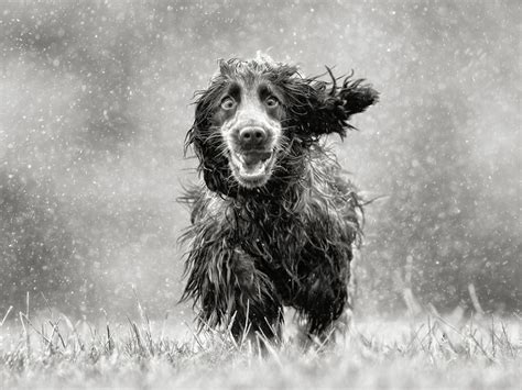 Your Survival Guide For Walking A Dog In Rainy Weather Healthful Pets
