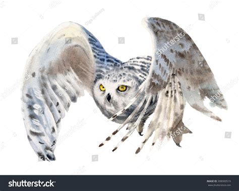 Snowy Owl Flight Watercolor ภาพประกอบสต็อก 308900519