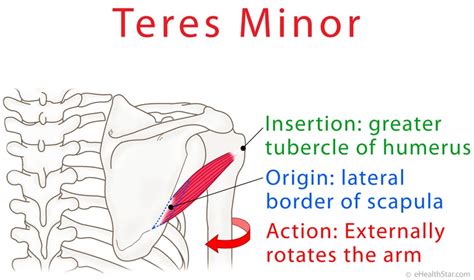 Teres Minor Action Hornblowers Test For Tear And Pain Ehealthstar