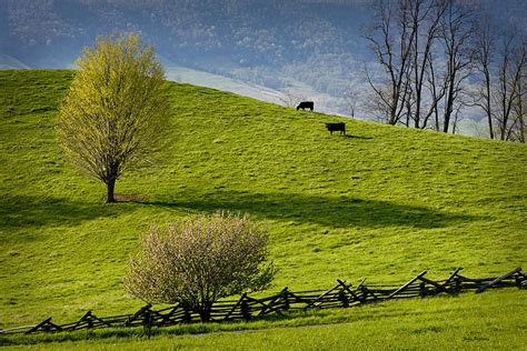 Mountain Pasture With Two Cows Photograph By John Pagliuca Fine Art