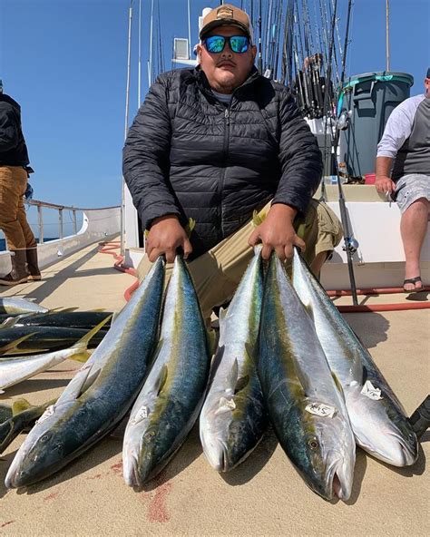 Fish Report - 66 Yellowtail up to 25 Pounds