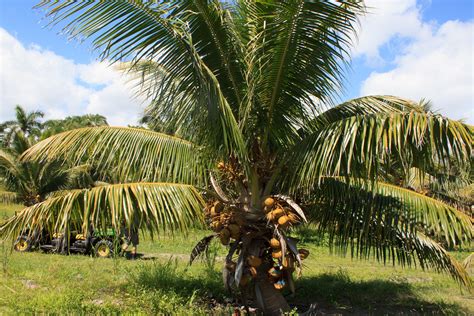 7 Best Coconut Tree Varieties To Grow In Your Garden Or Backyard