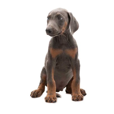 Doberman Pinscher Dog Breed Everything About Dobermans