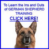 Training A German Shepherd Photos