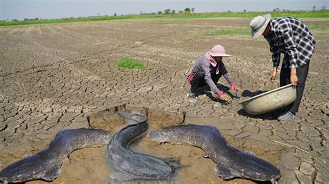 Wow Unbelievable This Fishing Dry Fishing By Hands In Dry Season