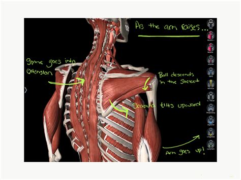 Shoulder And Upper Back Anatomy Upper Back Muscles Medical Art