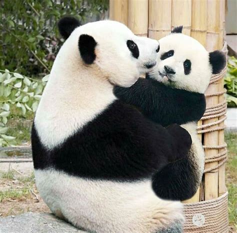 Cute Adorable Animals Funny Panda Pictures Cute Baby Animals Baby