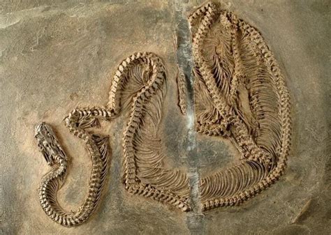 This Snake Fossil Is 48 Million Years Old Complete Skeletons Of Snakes