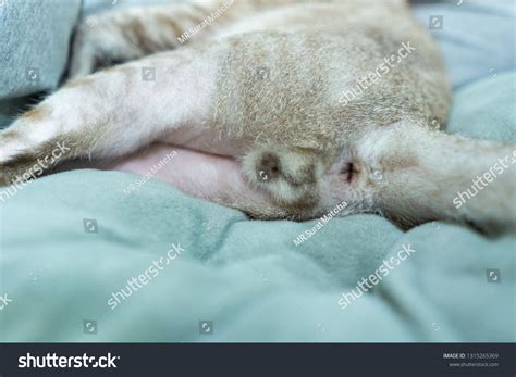 Reproductive Organs Male Cats Foto Stock 1315265369 Shutterstock