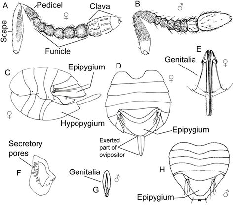 A Antenna Of The Adult Female B Antenna Of The Adult Male C