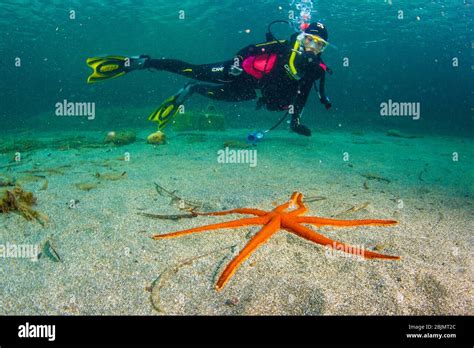 Seven Armed Sea Star Luidia Ciliaris Diver In The Background