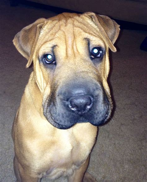 Shar Pei And German Shepherd Mix - Pupherd