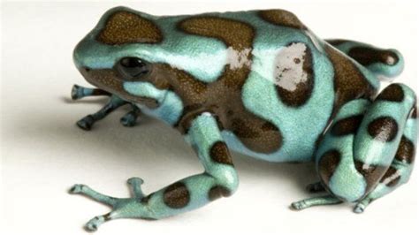 Endangered Poison Dart Frogs Dart Frog Amphibians