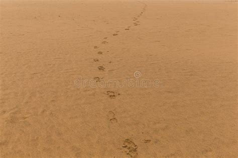 Foot Step On Sand Beach Stock Image Image Of Feeling 91120381