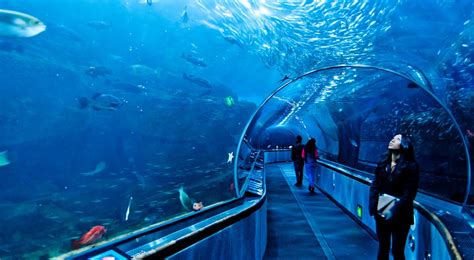 Dubai Aquarium See The Piece Of Ocean At Dubai Mall Aquarium