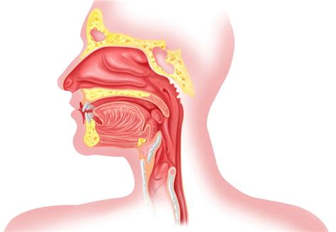 Fonction du sphincter de l œsophage supérieur et douleur due au reflux