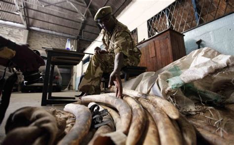 Eu Hopes To Save African Wildlife With Ban On Raw Ivory Exports To Stem