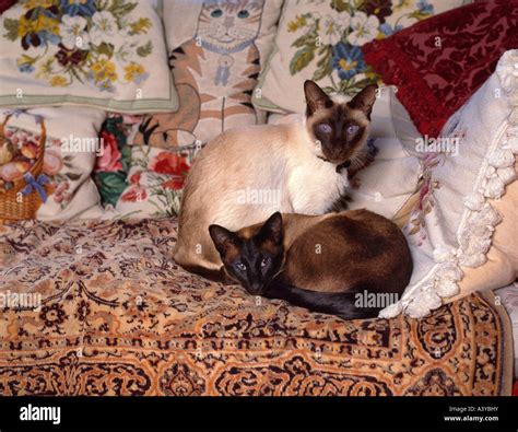 Two Siamese Cats On Cushion Hi Res Stock Photography And Images Alamy