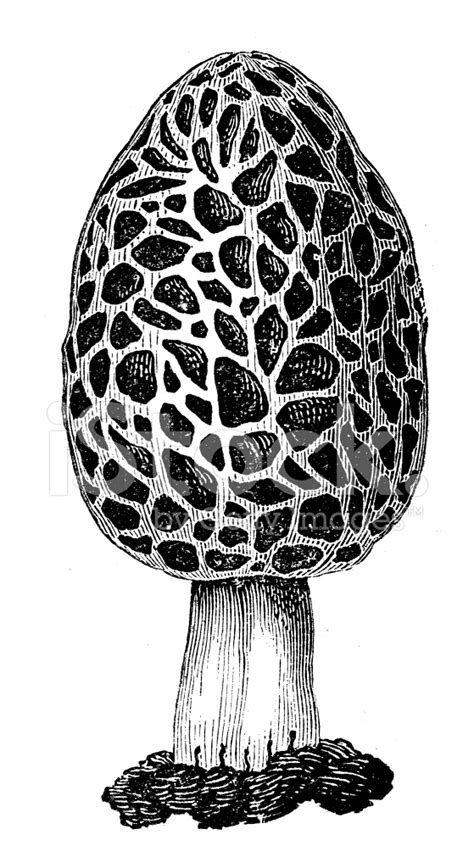 Morel Mushroom Drawing At Explore Collection Of