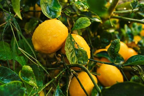 Dwarf meyer lemon trees grow well in pots, where they will grow to 4 feet or so. Everything You Need to Know About Meyer Lemon Trees - This ...