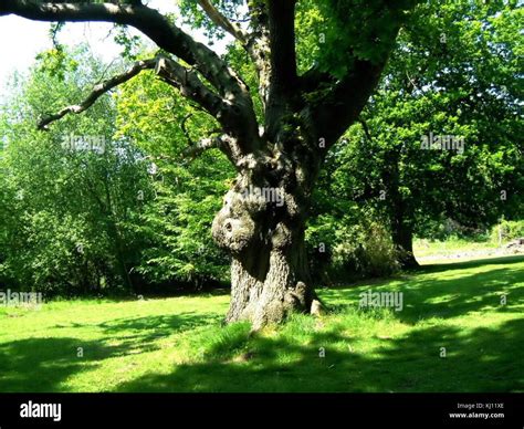 Oak Tree Quercus Robur Stock Photo Alamy