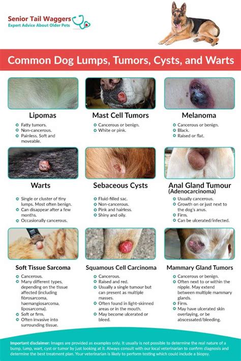 20 Pictures Of Dog Tumors And Cysts By A Veterinarian