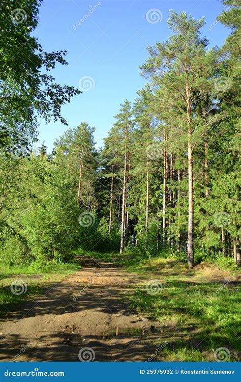 Russian Nature Pine Forest In Summer Stock Photo Image Of Pine