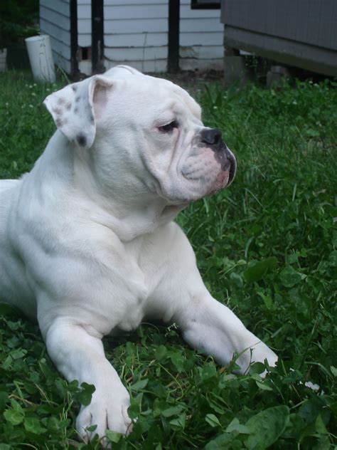 Where a bulldog yeast infection may occur? Duke The Amazing Deaf Bulldog's Happy Tail - Deaf Dogs Rock