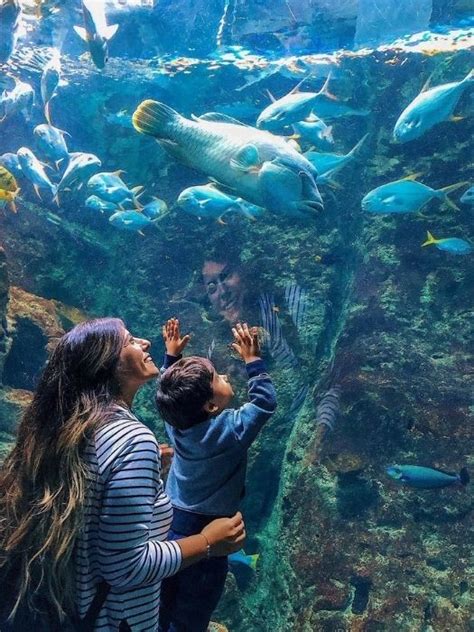 Istanbul Aquarium Tour In 2024 Prices Reviews Booking