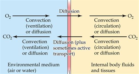 Diffusion Across Membrane Diagram Quizlet