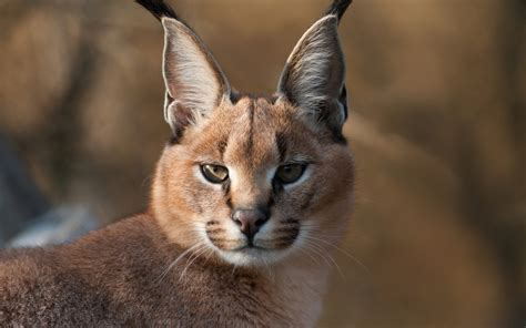 A Wild Caracal Wallpapers And Images Wallpapers Pictures Photos