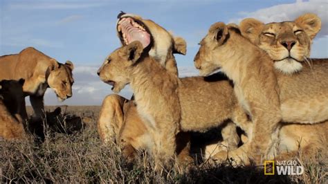 Up Close With Lions A Robotic Camera Captures The Most Intimate