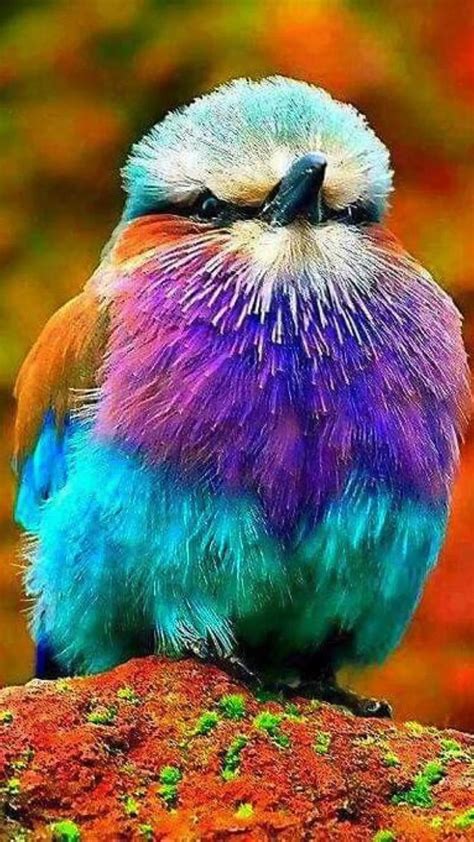 Colorful Birds 🐦 Beautiful Birds Most Beautiful Birds Colorful Birds