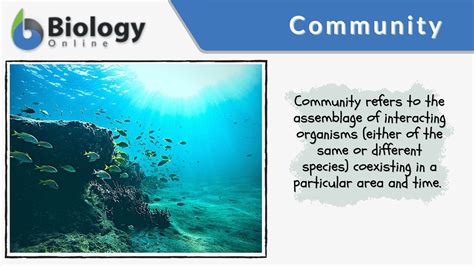 Community Biology Definition And Examples Biology Online Dictionary