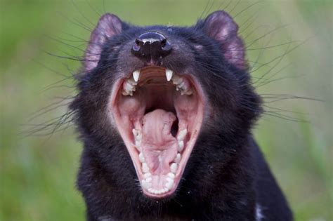 Their source of food includes wallabies, small mammals, birds, reptiles, amphibians and insects. Tasmanian Devil Facts - Animal Facts Encyclopedia