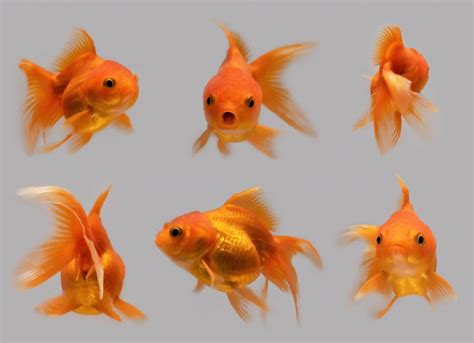 How To Take Care Of Goldfish Petmd