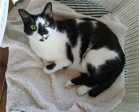 Chubby Cat Looks Like Miniature Cow Vlrengbr