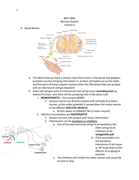 L3 Nervous System Iii 1 Biol 5600 Nervous System Lecture 3 A