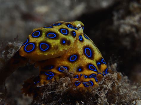 Blue Ring Octopus