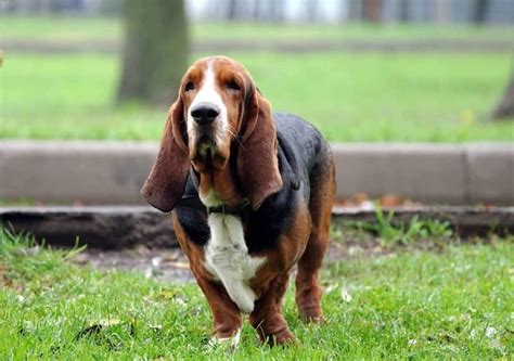 8 Utterly Amazing Facts About Basset Hound Youve Never Heard