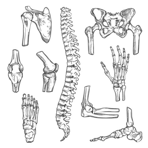 Iconos De Dibujo Vectorial De Huesos Y Articulaciones Del Cuerpo Humano