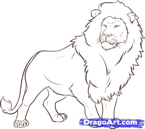 Learn How To Draw A Lion Safari Animals Animals Free Step By Clip