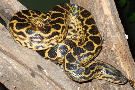 Yellow Anaconda Reptile And Amphibian Discovery Zoo