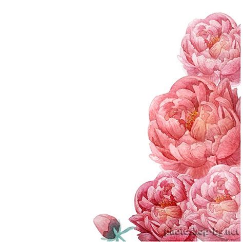 Peony Clipart Border Pictures On Cliparts Pub